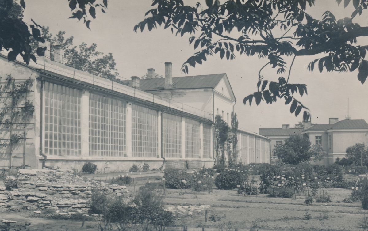 foto: Botaanikaaia kasvuhoone 1929. a.