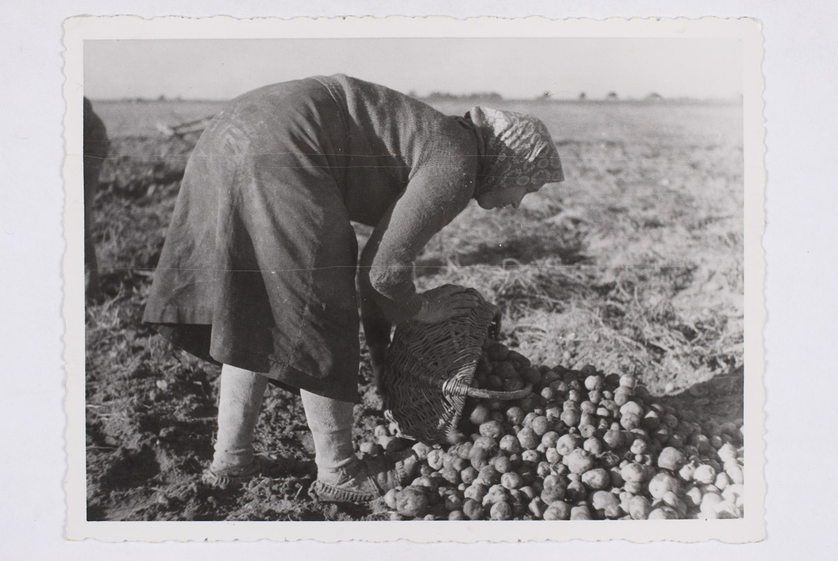 foto: Kartulivõtjad Maarjamõisa põllul 1936