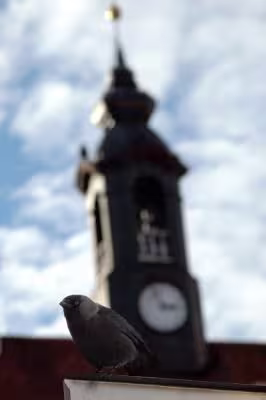 foto: raekoja torn ja hakk