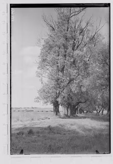 foto: Tähtvere allee 20. saj alguses